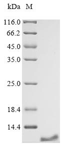 Solute carrier family 2, facilitated glucose transporter member 1 (Slc2a1),partial, mouse, recombina