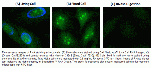 Cell Navigator(TM) Live Cell RNA Imaging Kit *Green Fluorescence*