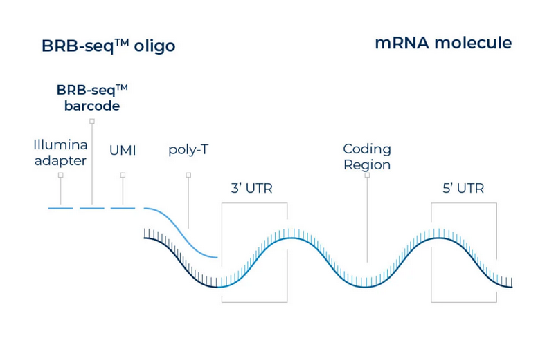 BRB-Seq