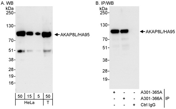Anti-AKAP8L/HA95