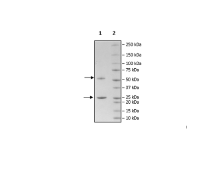 Anti-BTLA Antibody (Venanprubart)
