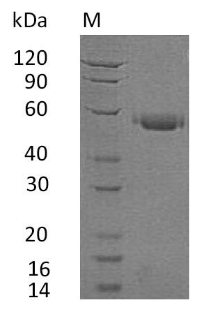 Tumor necrosis factor receptor superfamily member 5 (CD40), partial (Active), human, recombinant