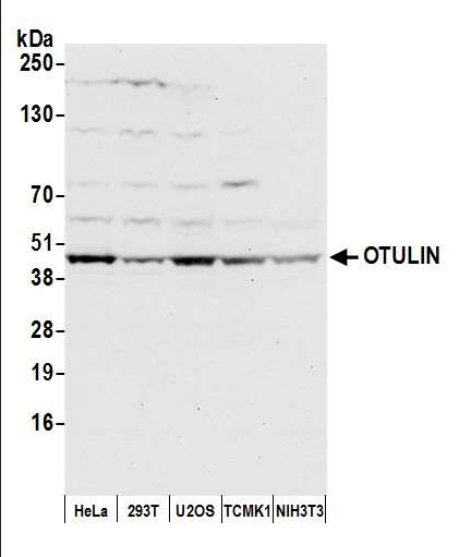 Anti-OTULIN