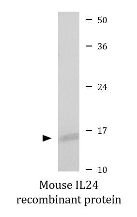 Mouse IL24 recombinant protein (Active)