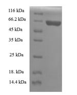 Apolipoprotein A-V (Apoa5), rat, recombinant