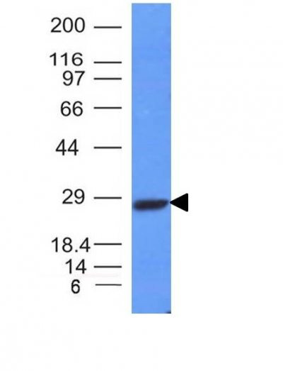 Anti-Kappa Light Chain(L1C1), CF405S conjugate, 0.1mg/mL