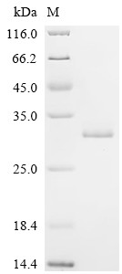 G-binding protein G (spg), partial, Immunoglobulin, recombinant