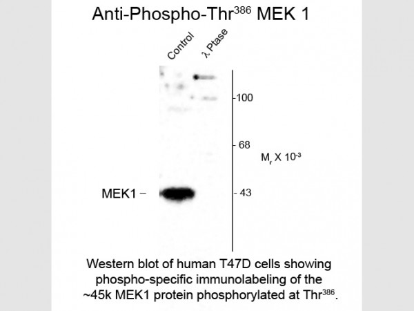 Anti-phospho-MEK1 (Thr386)