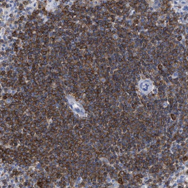 Anti-HCLS1