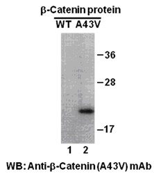 Anti-beta-catenin (A43V)