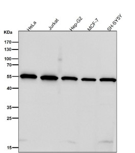 Anti-SHB / SH2 domain-containing adapter protein B, clone 31S61