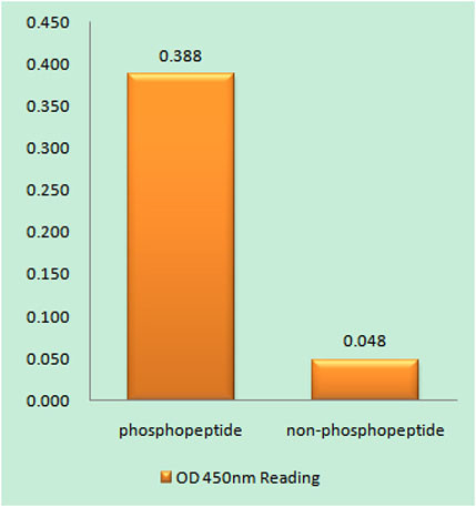 Anti-phospho-PP1alpha (Thr320)