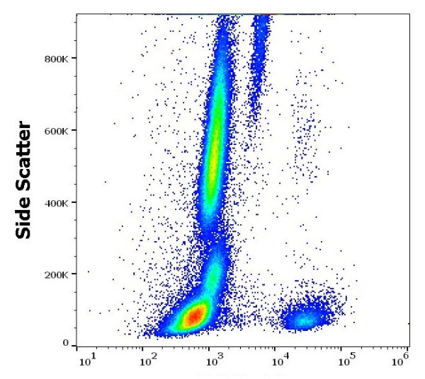 Anti-CD79a, clone HM47 (PE )