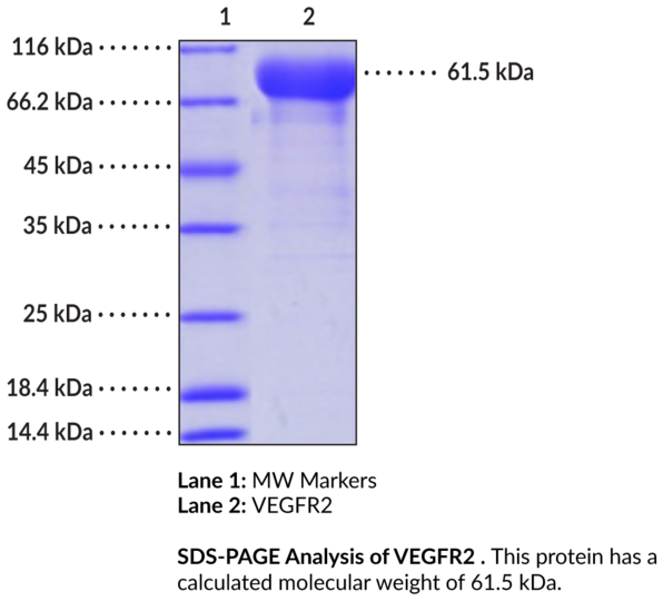 VEGFR2 Extracellular Domain (human, recombinant, aa 20-327)