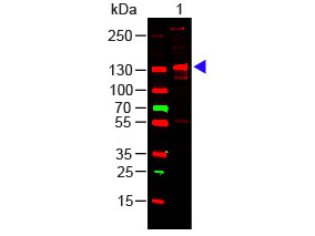 Human Collagen Type III