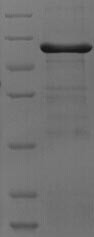 All-trans-retinol dehydrogenase [NAD (+)] ADH7 (Adh7), mouse, recombinant