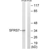Anti-SRSF7