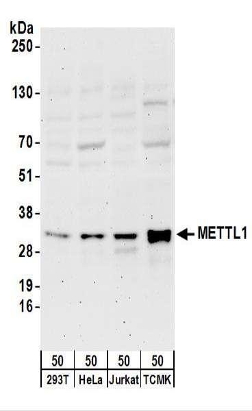 Anti-METTL1