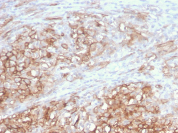 Anti-MCAM (Melanoma Cell Adhesion Molecule) / MUC18 / CD146(MCAM/3046), CF568 conjugate, 0.1mg/mL