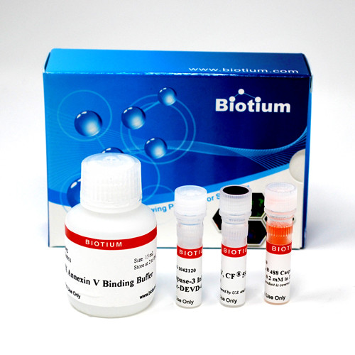 Dual Apoptosis Assay with NucView(R) 488 Caspase-3 Substrate and CF(R)594 Annexin V