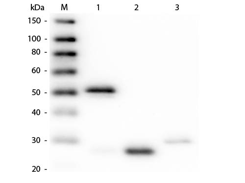 Anti-Rabbit IgG (H&amp;L) [Guinea Pig] (Min X Hu, Gt, Gp serum proteins) Rhodamine conjugated