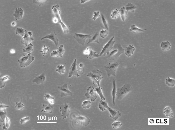 HROG17 Cells