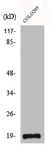 Anti-NCBP2