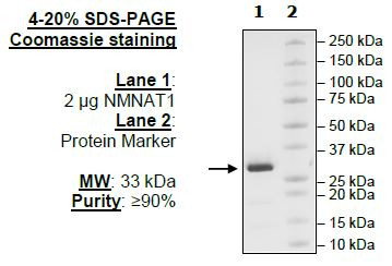 NMNAT1, human recombinant protein, N-terminal His-tag