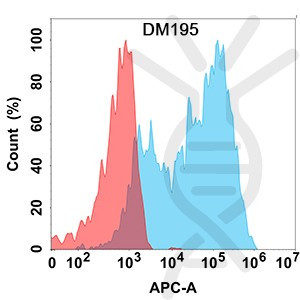 Anti-CCR8 antibody(DM195), Rabbit mAb