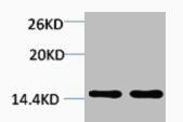 Anti-Di-Methyl-Histone H2B (Lys43)