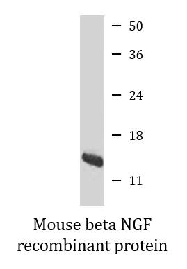 Mouse beta NGF recombinant protein (Active)