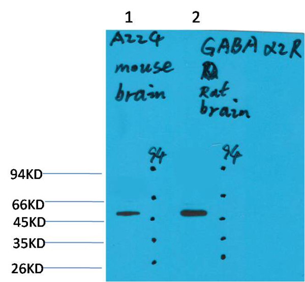 Anti-GABA A Receptor alpha2