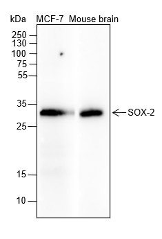 Anti-Recombinant SOX2, clone A365