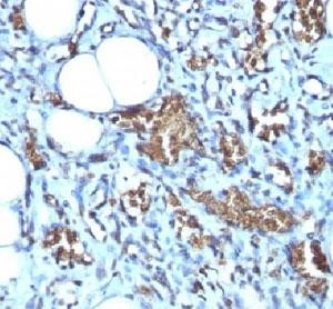 Anti-Glycophorin A, clone GYPA/280