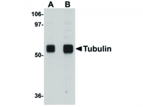 Anti-Alpha-tubulin