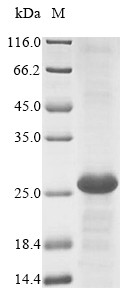 Lymphocyte antigen 75 (Ly75), partial, mouse, recombinant