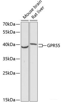 Anti-GPR55