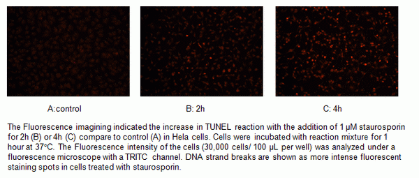 Cell Meter(TM) TUNEL Apoptosis Assay Kit