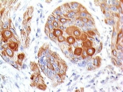 Anti-CD28(204.12), 0.2mg/mL