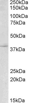 Anti-Myogenin / MYF4, C-terminal