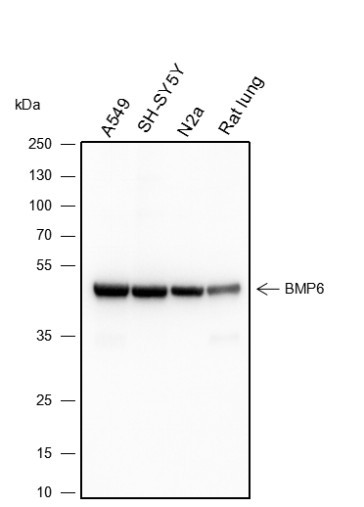 Anti-Recombinant BMP6, clone A143