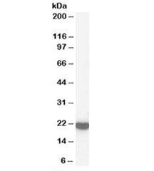 Anti-Peroxiredoxin 2