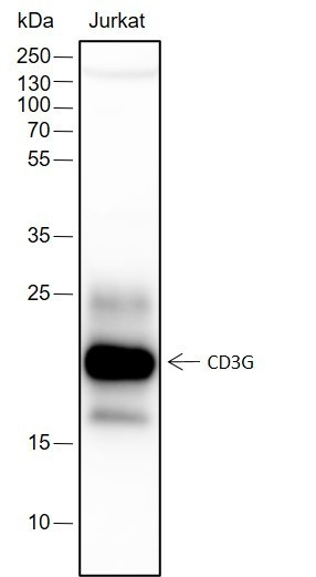 Anti-Recombinant CD3G, clone A172