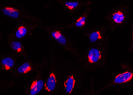 Anti-Rab6-GTP, mAb (rec.) clone AA2