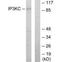 Anti-ITPKC