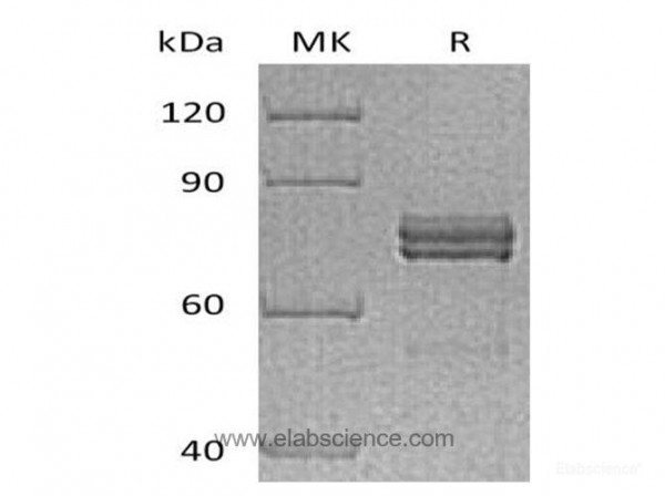 Connective Tissue Growth Factor/CTGF/CCN2 Protein(C-Fc) (recombinant human)