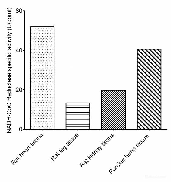 Mitochondrial Complex I (NADH-CoQ Reductase) Activity Assay Kit