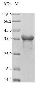 Alpha/beta-gliadin, Triticum aestivum, recombinant