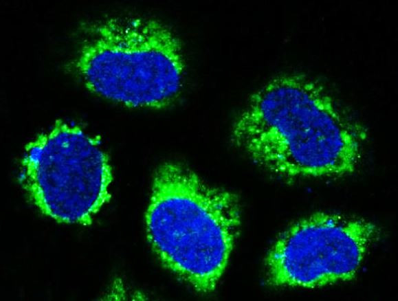 Anti-Beclin 1