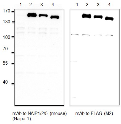 Anti-NAIP1/2/5 (mouse), clone Naipa-1